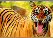 How to Pull a Scary Face by tobindavid.  Tags: Rajasthan, Ranthambore, Bengal Tigers.