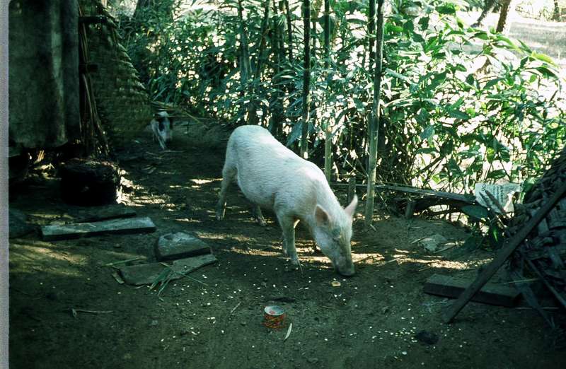 Pig Toilet Goa 1975 India Travel Forum