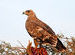 The Steppe Eagle