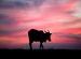 Cow at Sunset, Karnataka