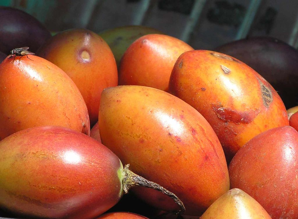 Tree Tomato India Travel Forum
