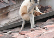 Breakfast on the Rooftop by BabeInTheWoods.  Tags: monkey, Wildlife Sanctuaries and National Parks.