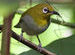 Zosterops nilgiriensis