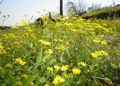 Flowers in Monsoon by Swapnil.  Tags: Landscapes, flowers.