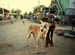 dog and calve