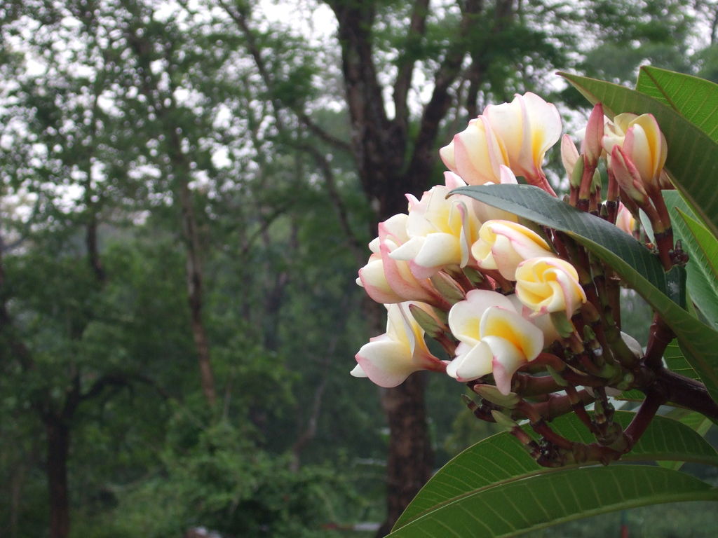 KathTagar flower. India Travel Forum