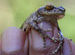 Zen Frog