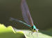 Green Dragonfly