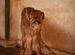 Calf in Shirali