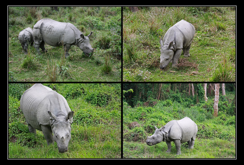 Group of Rhinos India Travel Forum