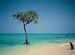 Dreaming of Mangroves
