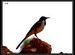 White-browed Wagtail at the foothills of Nandi
