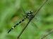 Pretty Dragonfly