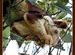 Indian Giant Squirrel at Mahabaleshwar