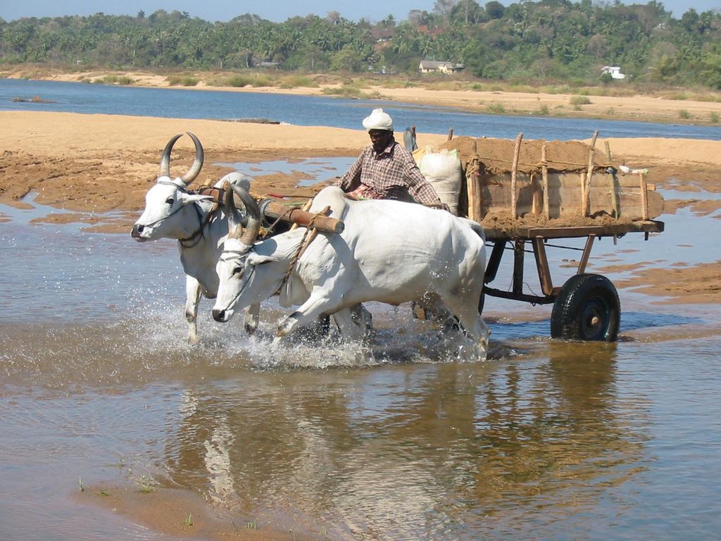 Bullock cart India Travel Forum