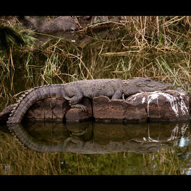 Crock: Crock Crock: Crock