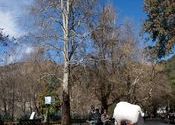 A beast's burden by zambie.  Tags: Uttarakhand, Nainital.