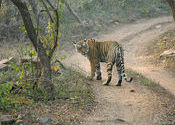 Bengal Tigers in Ranthambore by nadreg.  Tags: West Bengal, Ranthambore, bengal, Bengal Tigers.