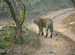 Bengal Tigers in Ranthambore