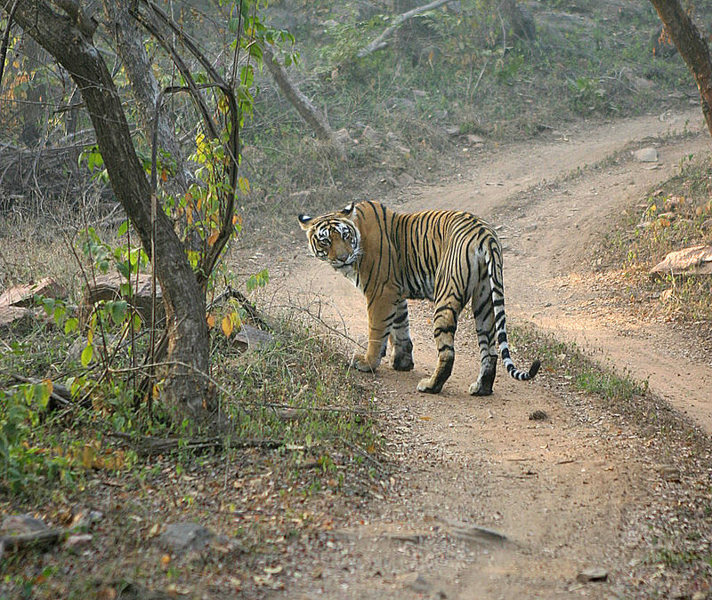 Bengal Tigers in Ranthambore Bengal Tigers in Ranthambore