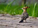 Common Hoopoe