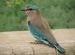 Blue Jay or Neelkanth