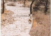 Monkeys on their way to Taragarh Fort, Bundi by machadinha.  Tags: Taragarh, Bundi, Himachal Pradesh, Rajasthan, Temples and Monuments, fort.