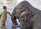 Bathing an Elephant by Larry.  Tags: Karnataka, elephants, elephant.