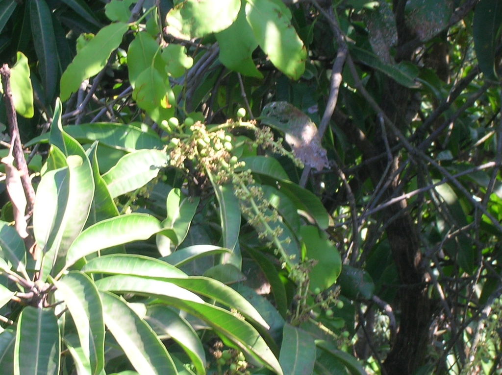 Mango life cycle India Travel Forum