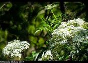 Sambucus canadensis (American Elder), Mahabaleshwar - May, 2012. by naveenamohanrao.  Tags: Maharashtra, Mahabaleshwar, flower.