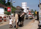 Streetlife Thrissur by vonkla.  Tags: Thrissur, Kerala.