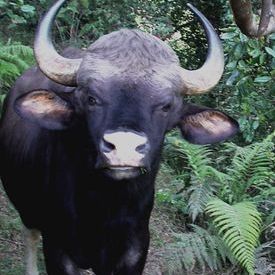 Friendly wild bison: Friendly wild bison