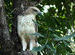 Changeable Hawk Eagle