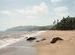 Goa
