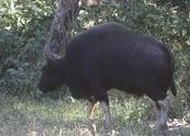 Male gaur at Kanha by mikewill.  Tags: Kanha, Madhya Pradesh, male, Gaur, Wildlife Sanctuaries and National Parks.