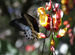 Blue Mormon
