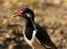 The Red-wattled Lapwing (Vanellus indicus) 