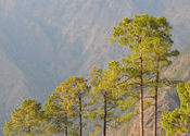 Pines on the way... by Prakaant.  Tags: Jammu and Kashmir, Katra, Jammu.