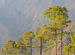 Pines on the way...