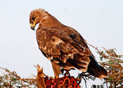 The Steppe Eagle by Desertphotographer.  Tags: Bikaner, Rajasthan.