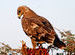 The Steppe Eagle