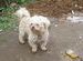 A_Street_Dog
