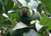 Pearu_Parrot by Cheap 'n' Best.  Tags: parrot, Wildlife Sanctuaries and National Parks.