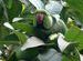 Pearu_Parrot