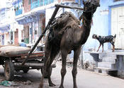 Camel and cart, Bundi, Southern Rajasthan by BabeInTheWoods.  Tags: Bundi, Rajasthan, Transportation, camel.