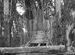 Canopy bridge in Lolaygoan