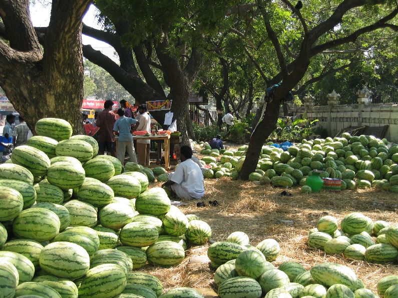 Green melons in Chennai India Travel Forum