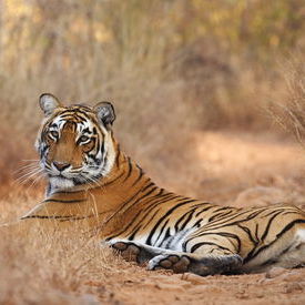 Tiger: Tiger Tiger: Tiger