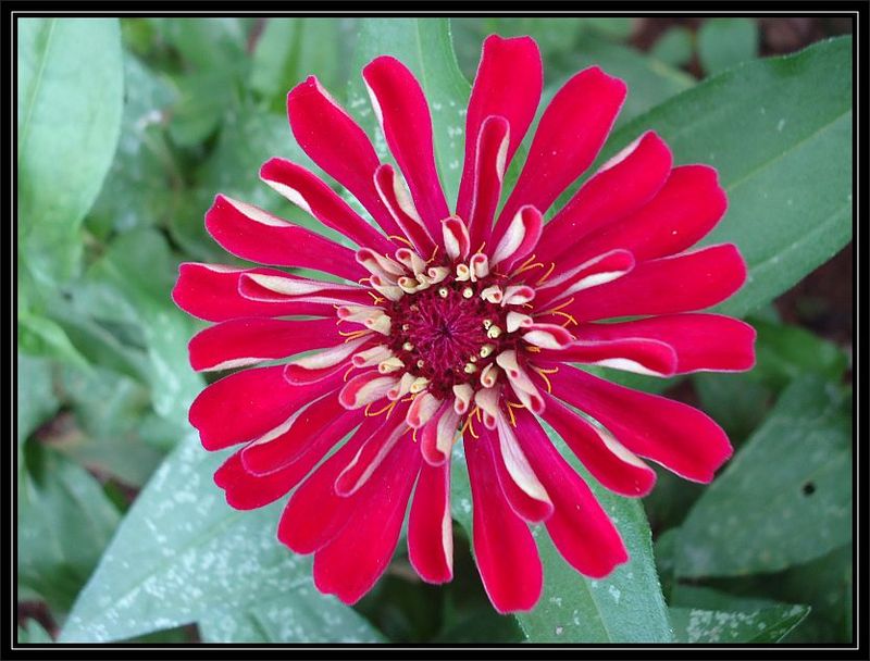 Flower at Lalbagh Garden, Bangalore. India Travel Forum