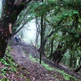 Roopkund Trek - On the way to Wan: Roopkund Trek - On the way to Wan Roopkund Trek - On the way to Wan: Roopkund Trek - On the way to Wan